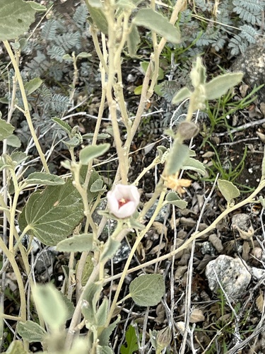 iNaturalist observation photo of Rock Hibiscus