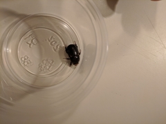 Euetheola