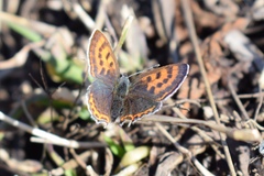 Lycaena helle