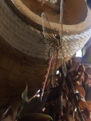 Anaciaeschna jaspidea