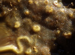 Alcyonidium