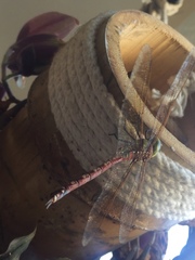 Anaciaeschna jaspidea