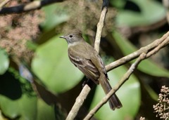 Elaenia flavogaster