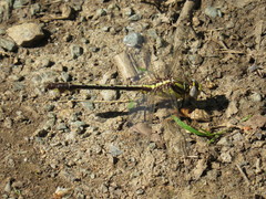 Gomphurus septima