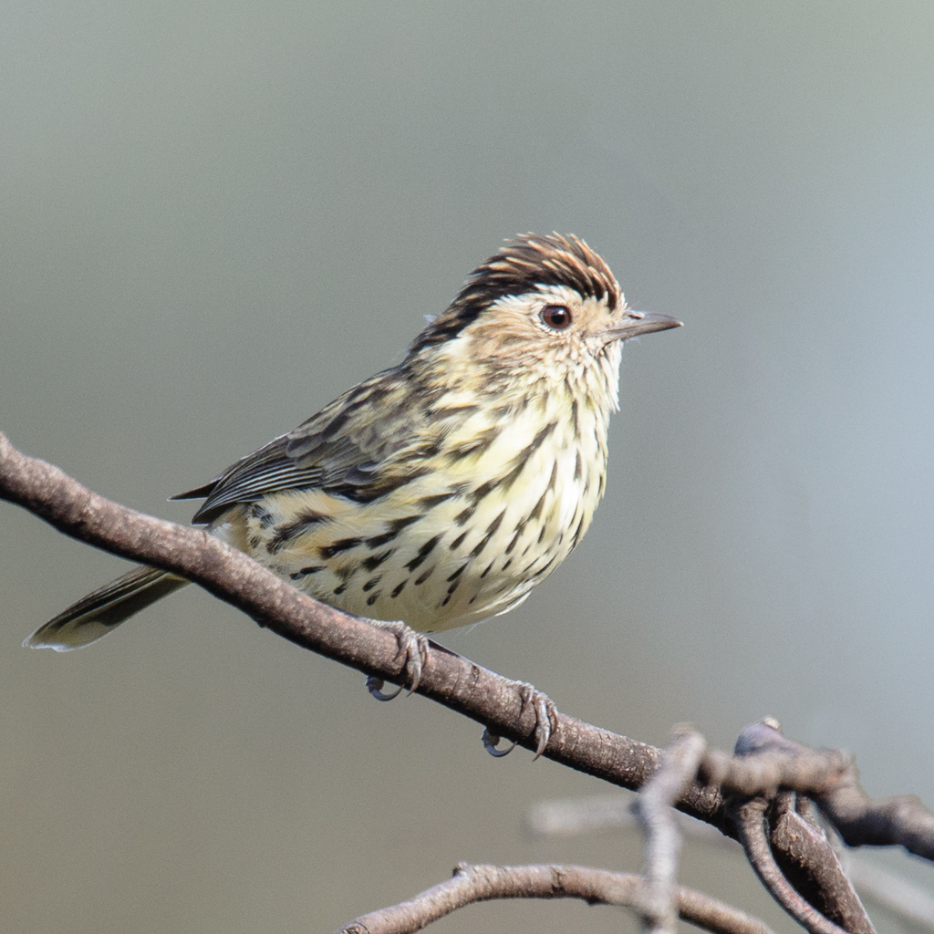 Speckled Warbler (Pyrrholaemus sagittatus) photo