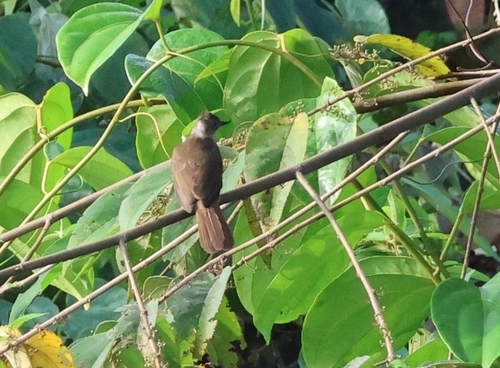 Puff-backed Bulbul (Microtarsus eutilotus), photo 3