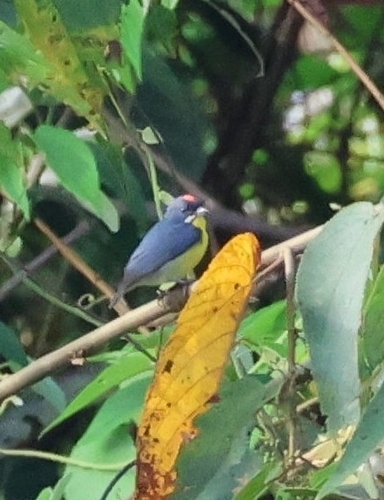 Crimson-breasted Flowerpecker (Prionochilus percussus), photo 9