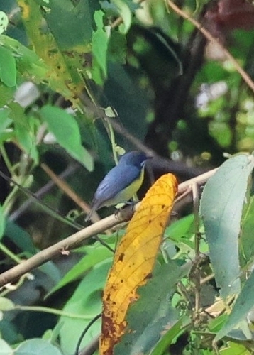 Crimson-breasted Flowerpecker (Prionochilus percussus), photo 3