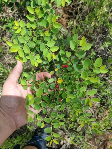 Breynia oblongifolia observed 2024-02-11