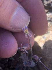 Streptanthus hispidus