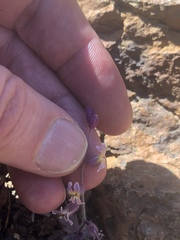 Streptanthus hispidus