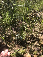 Streptanthus hispidus