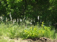 Delphinium carolinianum virescens