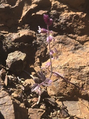 Streptanthus hispidus