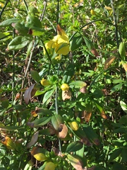 Chrysojasminum humile