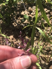 Streptanthus hispidus