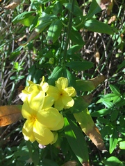 Chrysojasminum humile