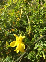Chrysojasminum humile