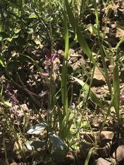 Streptanthus hispidus