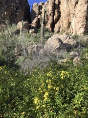 Chrysojasminum humile