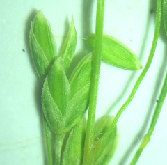 Poa saltuensis