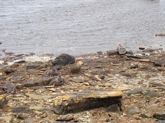 Tachyeres brachypterus