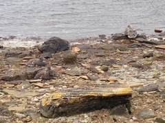 Tachyeres brachypterus