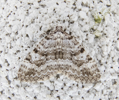 Perizoma curvilinea