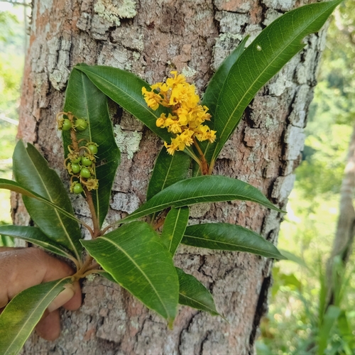 doncella (Byrsonima spicata)