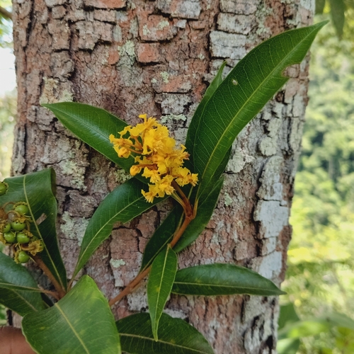 Byrsonima spicata, photograph 4