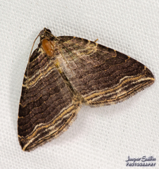 Anticlea multiferata