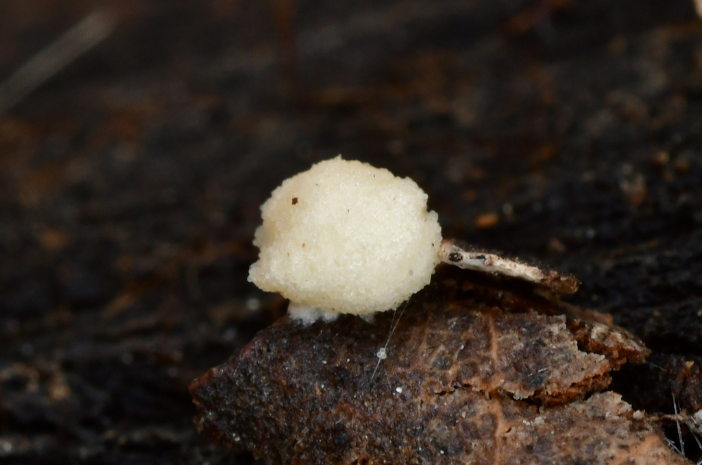 Modicella sp. 'CA02'