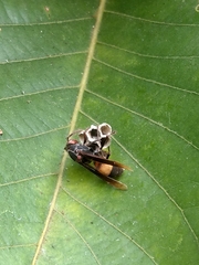 Polistes sagittarius