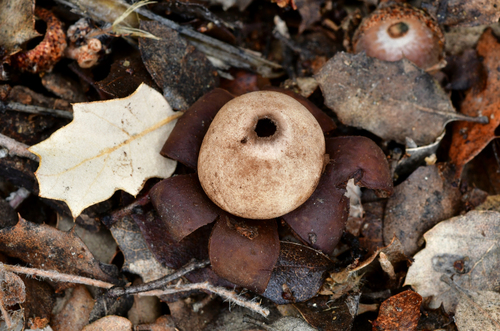Geastrum