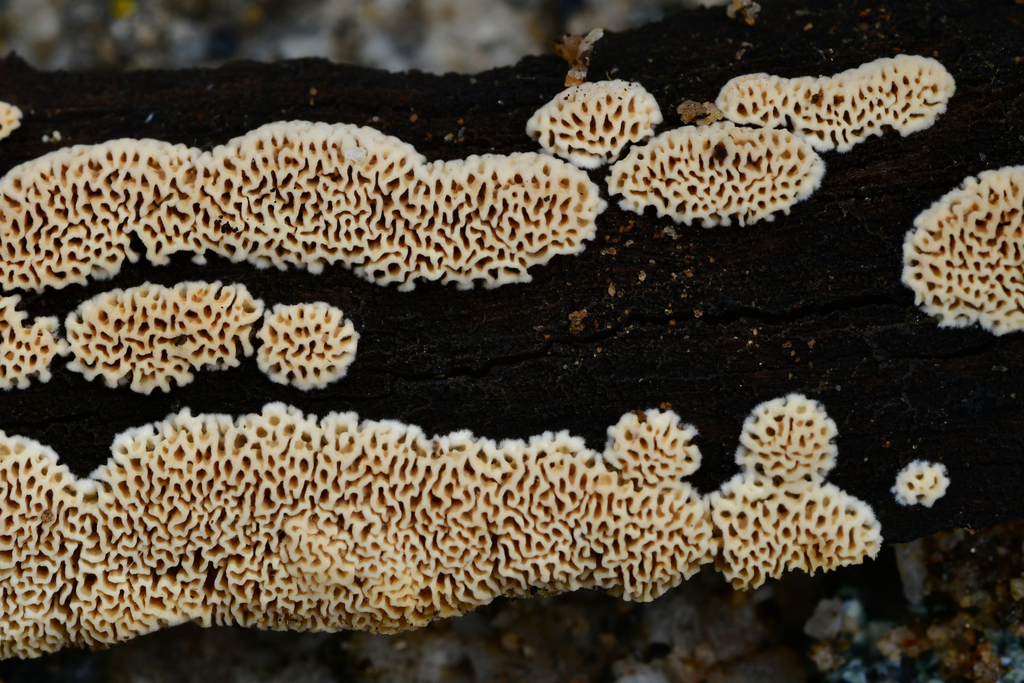 Antrodia sp. 'CA01'