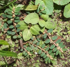 Euphorbia thymifolia image