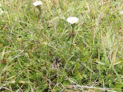 Symphyotrichum vahlii