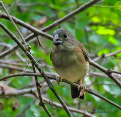 St. Lucia Black Finch photo 5