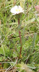 Symphyotrichum vahlii