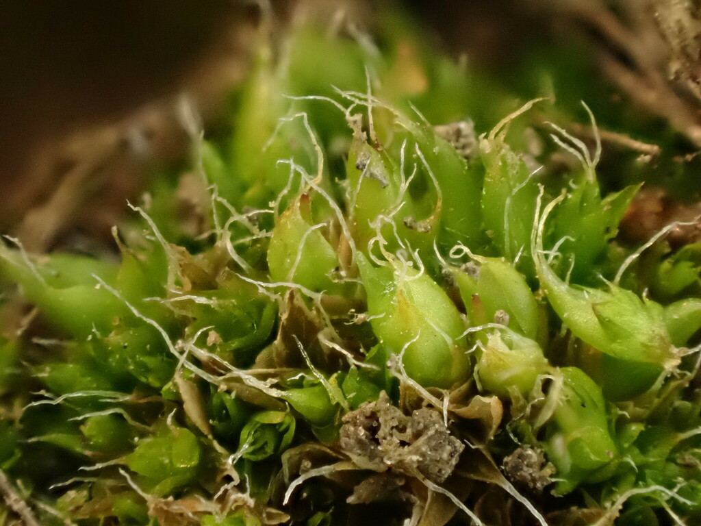 Alkaline Wing-nerved Moss