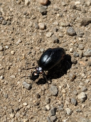 Lytta sublaevis