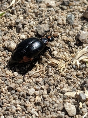 Lytta sublaevis