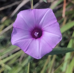 Ipomoea tenuissima