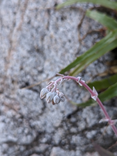 Image of Dudleya nubigena by (c) Abraham Sánchez Romero, some rights reserved (CC BY)