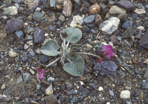 Gueldenstaedtia monophylla, photograph 4