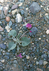 Gueldenstaedtia monophylla, photograph (c) Oleg Kosterin, some rights reserved (CC BY)