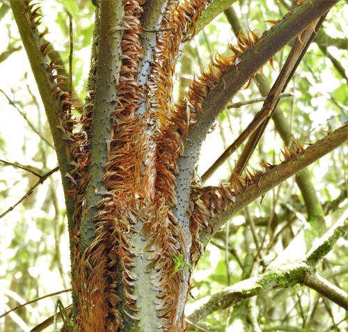 Cyathea meridensis