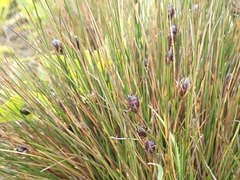 Rostkovia magellanica