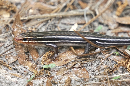 Southeastern Five-lined Skink