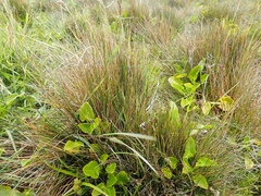 Rostkovia magellanica